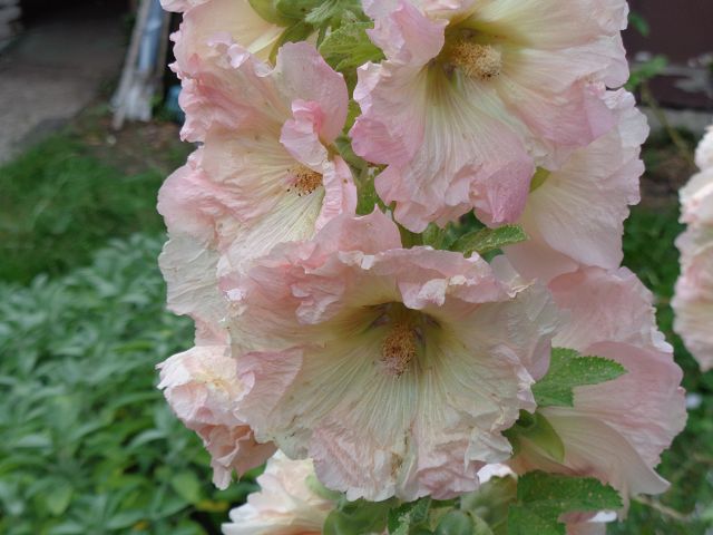 k-DSC00790.JPG