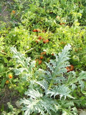 Artischocken und Tomaten