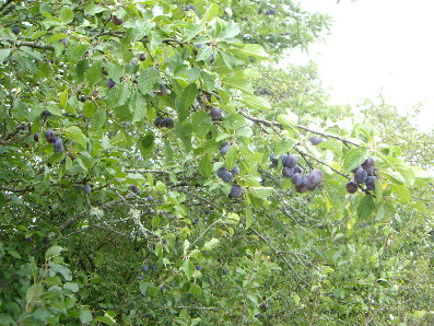 Zwetschgenbaum