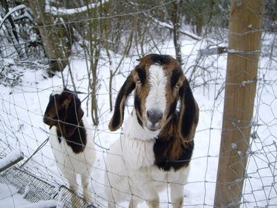 Fanny und Clara im Schnee 2012 Januar