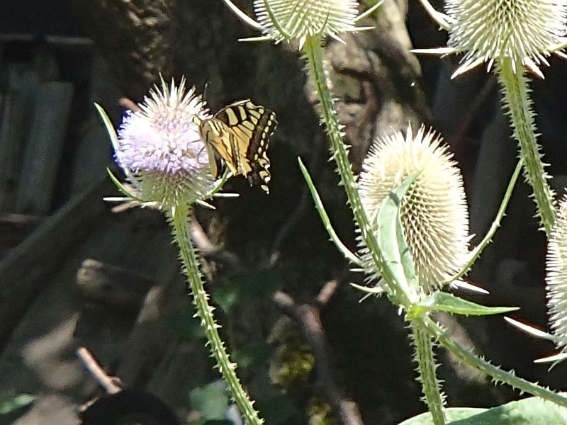 P7220001.jpg
