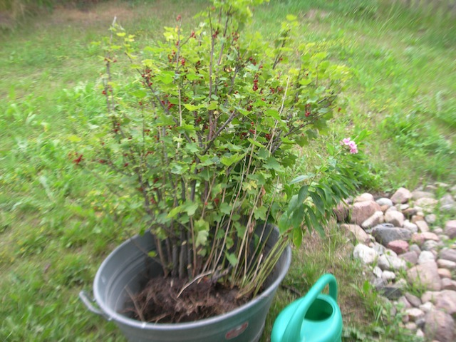 Rote Johannisbeere