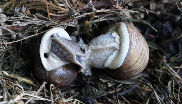 Weinbergschnecken.jpg