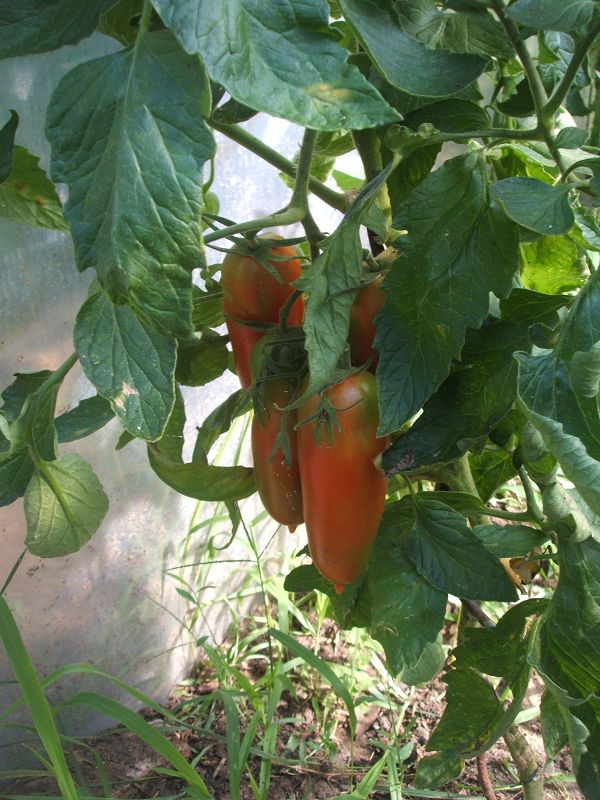 k-tomate_m.jpg