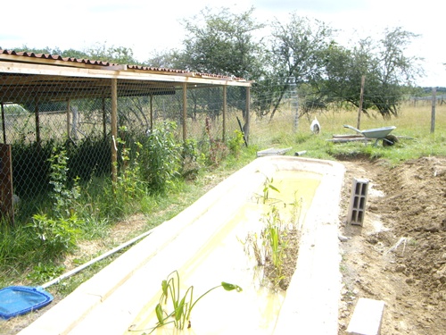Filterteich