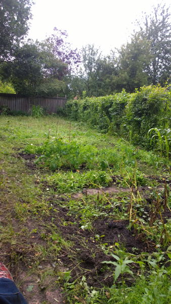 WP_20150726_002.jpg