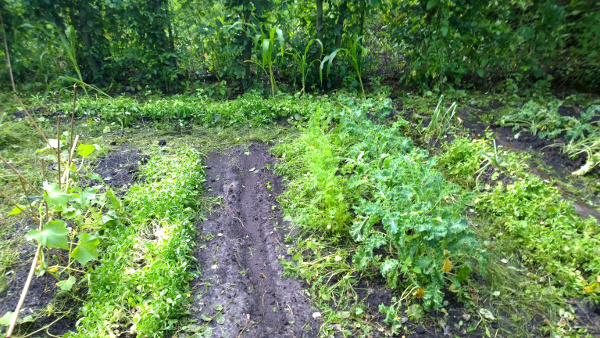 WP_20150728_19_25_39_Pro.jpg