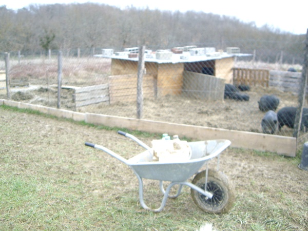 Schweine düngen Gemüsegarten