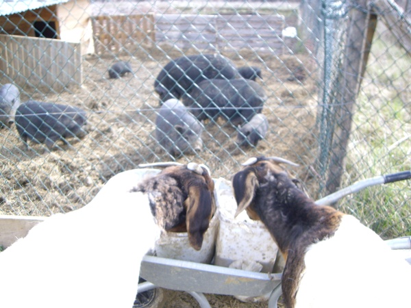 Ziegen fressen Schweinefutter