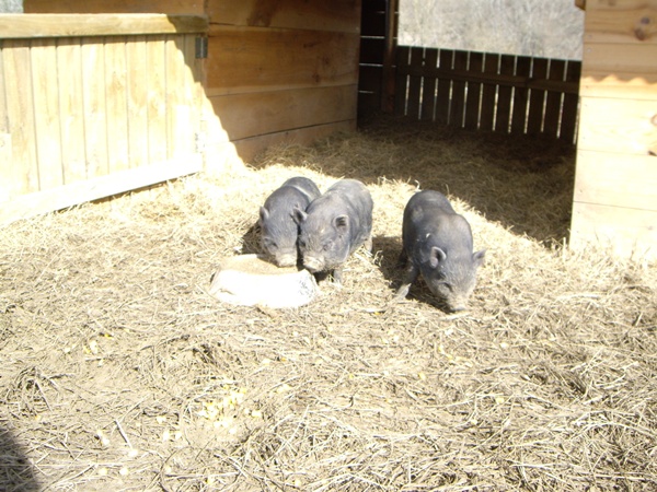3 Schweinchen