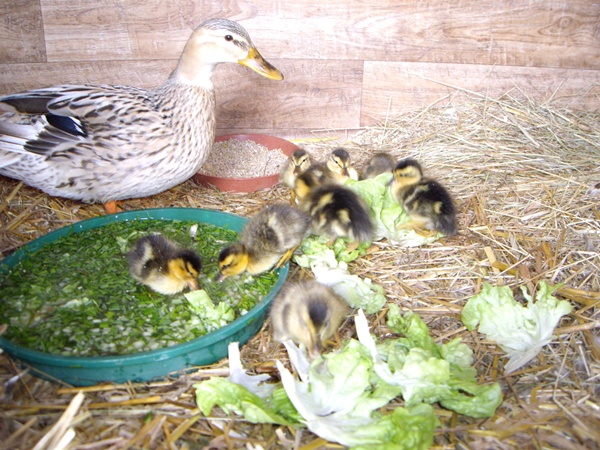 Mia mit Babys 1. Tag