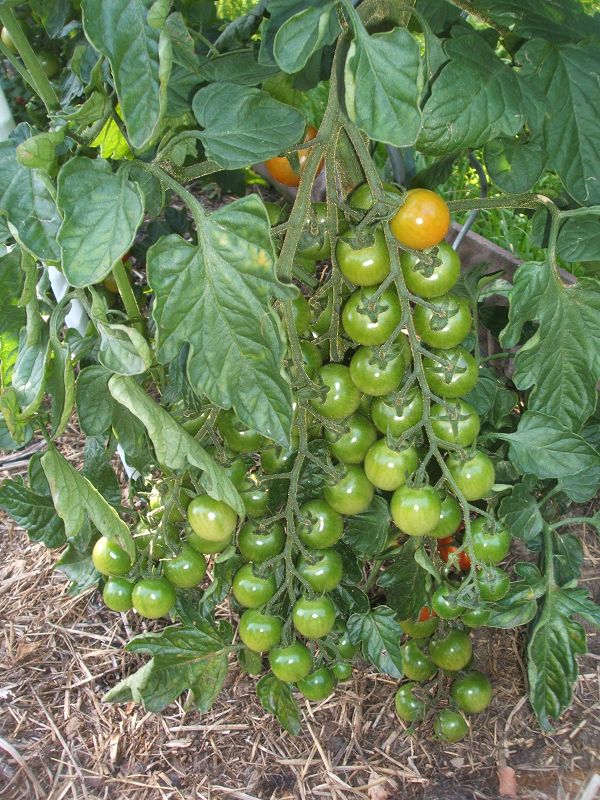 k-kyoungmee_tomate.jpg