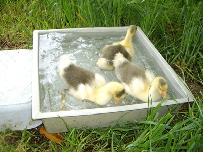Badewanne nächste Grösse