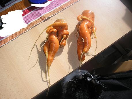 rubens-möhren.jpg