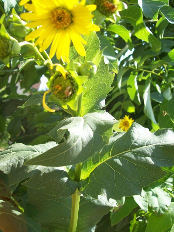 Blume 1.JPG