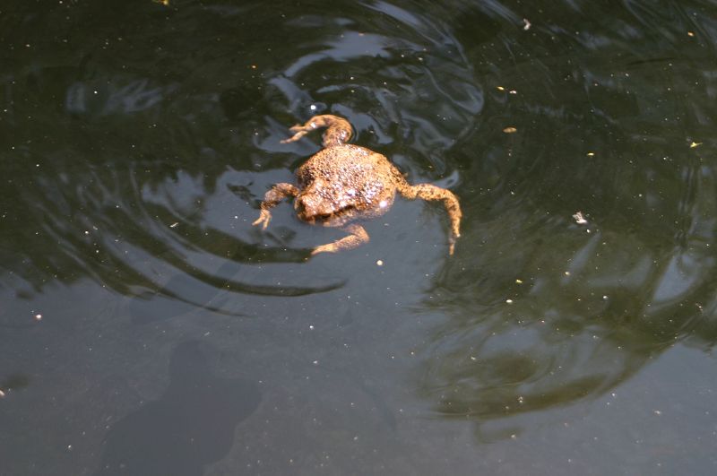 k-bufo bufo.jpg