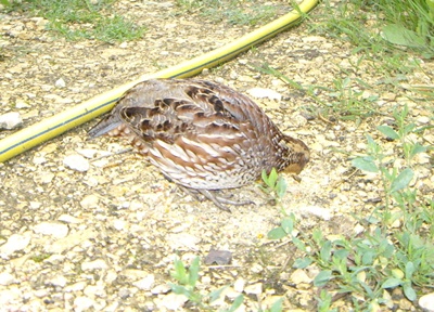 Baumwachtel Momo