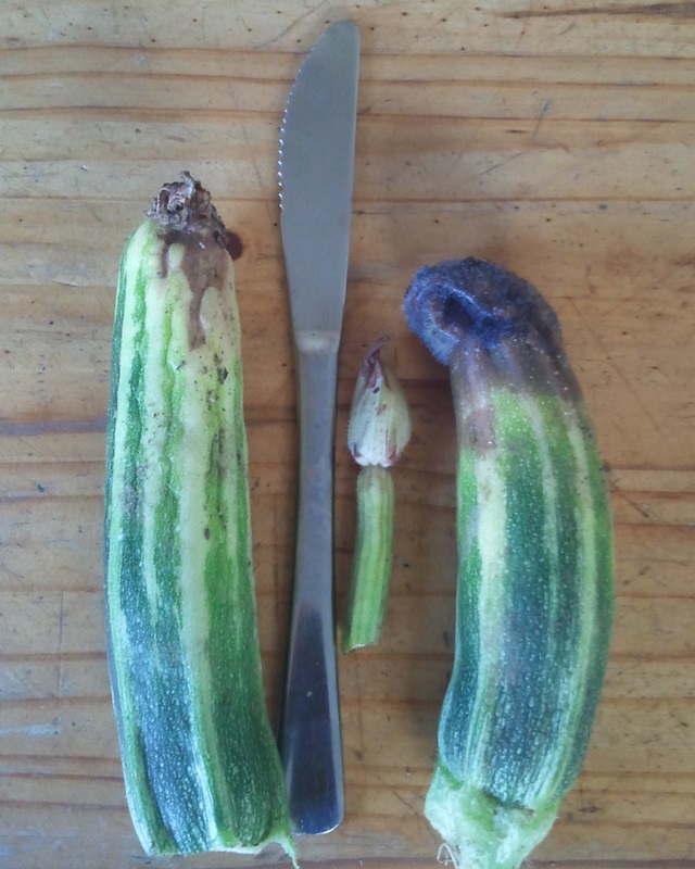 Zwei schlechte Früchte, Messer zum Größenvergleich.