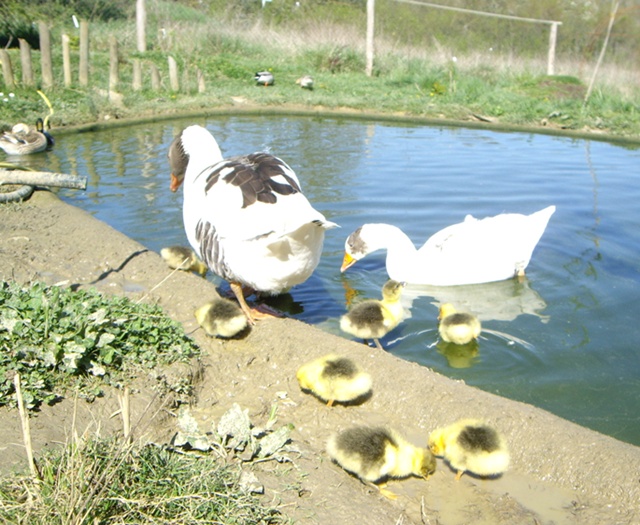 Poppy und Florian mit Babys, 3 Tage alt (2014)