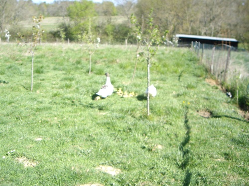 Gänsespaziergang