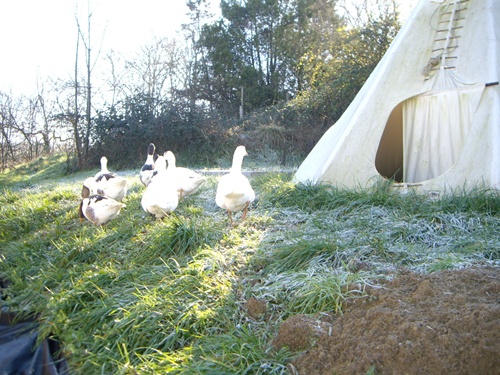 Gänse Dezember 2014