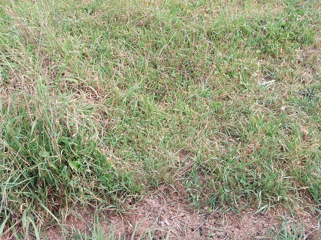 3 wechselweide 2 mal pro jahr (2).JPG