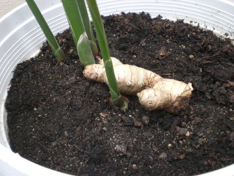 Ingwer-3.JPG