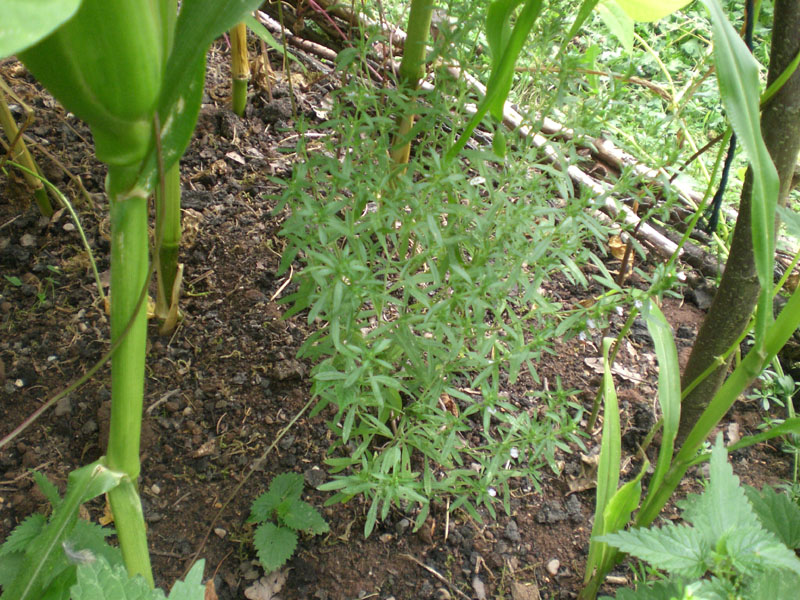milpa-3.JPG