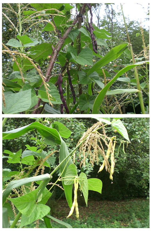milpa-2.JPG