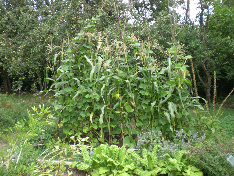 milpa-1.JPG