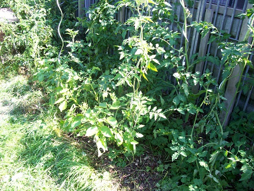 100_0807.JPG