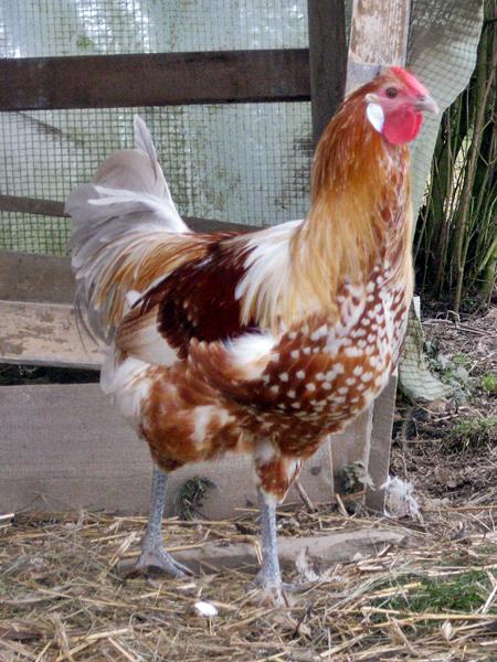 hahn2a.jpg