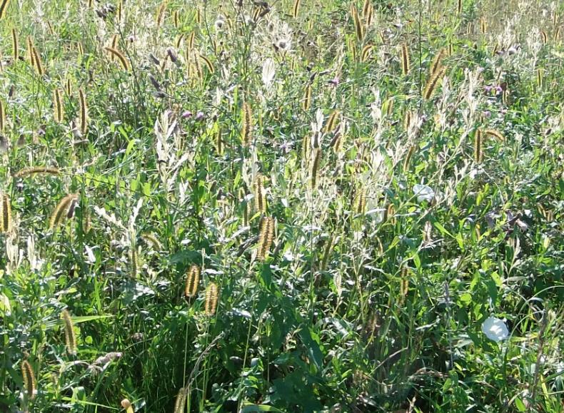 völlig unbearbeitete fläche.jpg