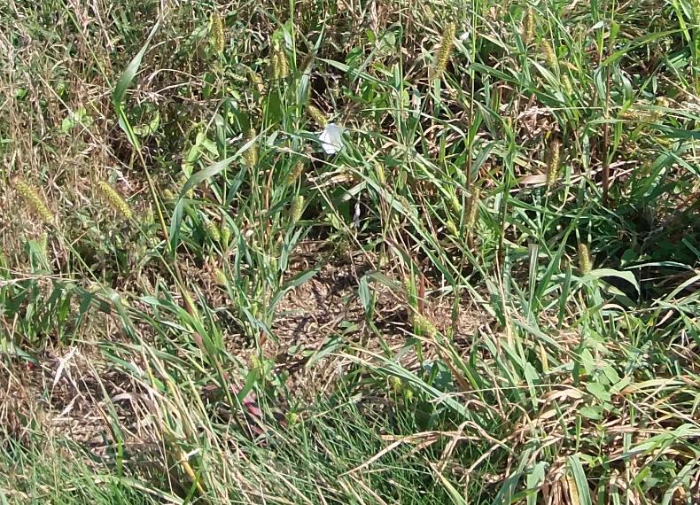 heuwiese nach dem regen.jpg