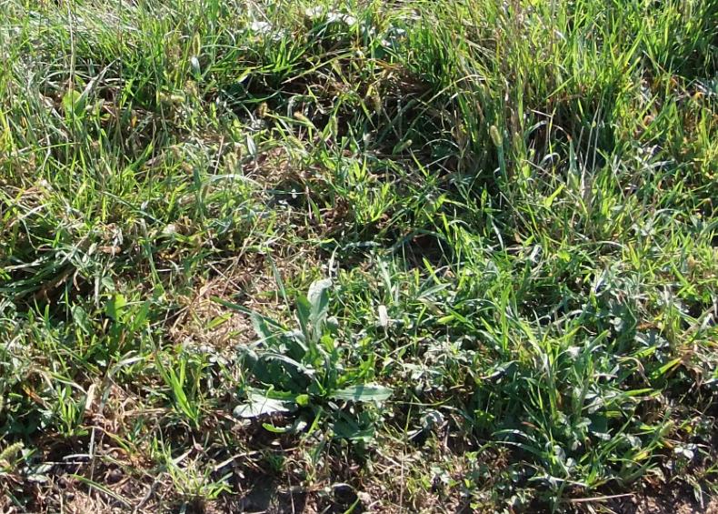 2 mal beweidet nach dem regen.jpg