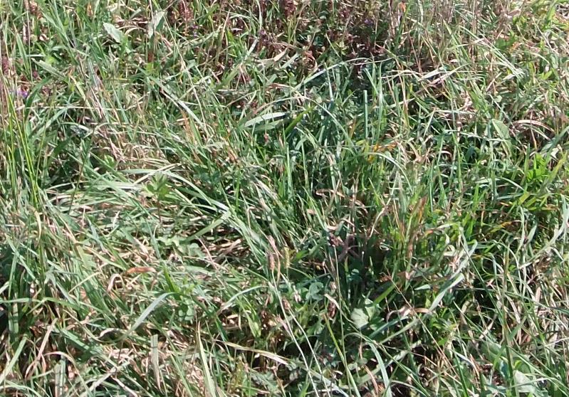 4 mal beweidet nach dem regen.jpg