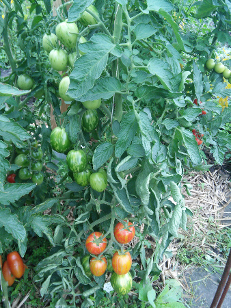 Tomate_Russian_Queen_Pflanze.jpg