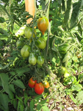 Tomate_Pommodore_del_Vesuvio.jpg