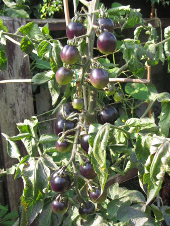 Tomate_Indigo_Rose.jpg