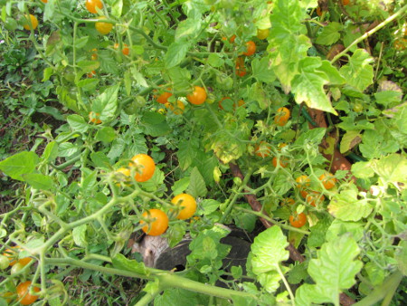 Wildtomate_Johannisbeer.jpg