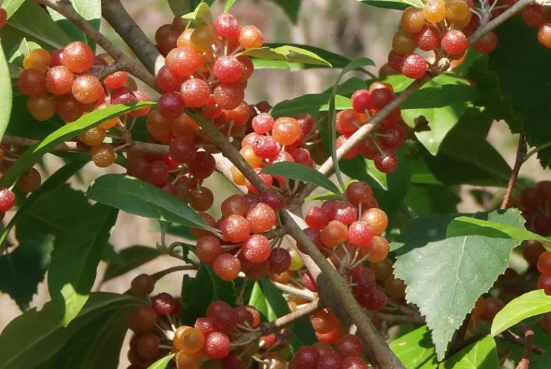 ölweidenbeeren.jpg