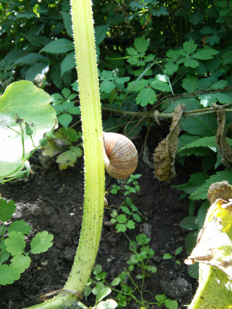 Weinbergschnecke_am_stachligen_Hokkaido-Stengel.jpg