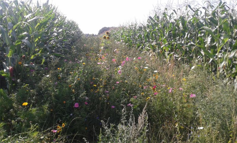 Viele bunte Blumen