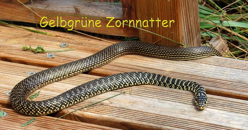 Gelbgrüne Zornnatter 1 kle.jpg
