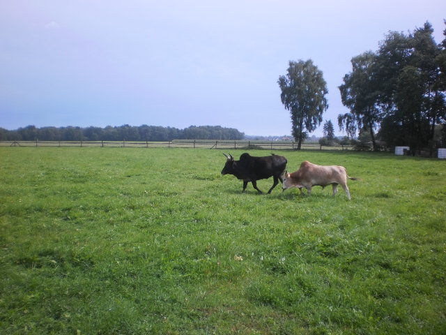 Vorne Ochse Ditsch mit Bulle Schmusi im Schlepptau