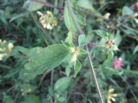 Blume2.jpg