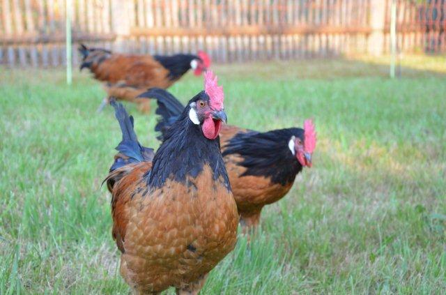 Vorwerk-Junghähne, 16 Wochen