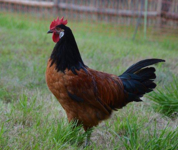 Vorwerkhühner (Seltene Rasse)