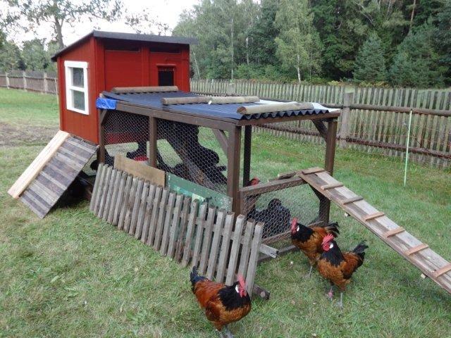 Hühnertraktor mit offener Voliere