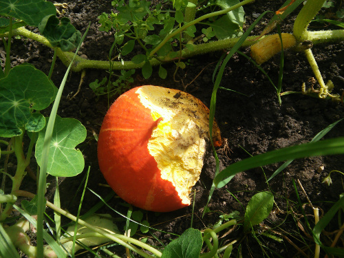 Hokkaido_Kuerbis_zur_Haelfte_aufgefressen.jpg